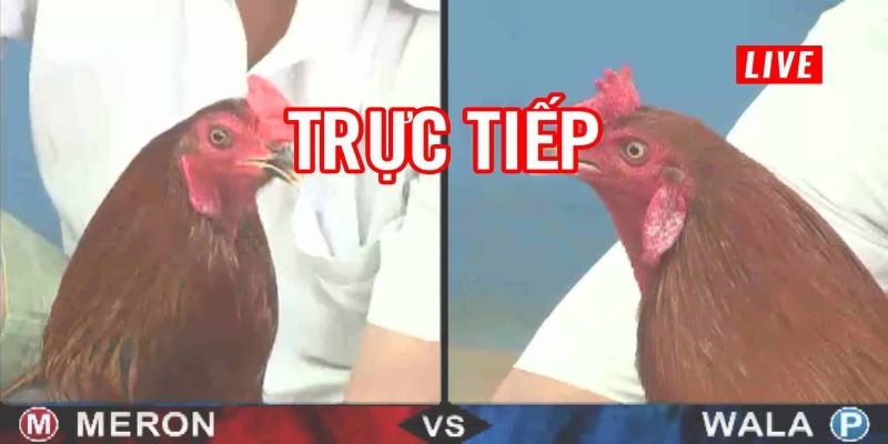 keo da ga truc tiep thumb Kèo đá gà trực tiếp hấp dẫn tại Uk88