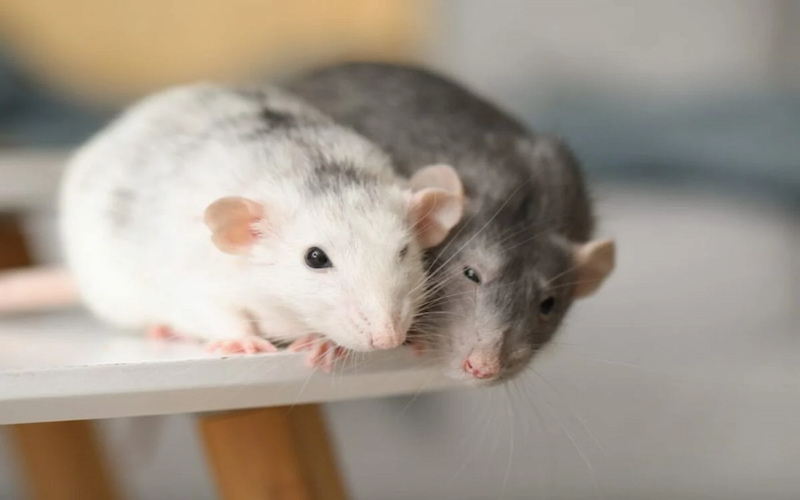mo thay chuot danh con gi thumb Giải mã giấc mơ thấy chuột đánh con gì? mơ thấy chuột là điềm gì
